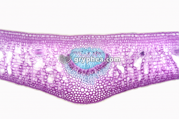 Feuille de Houx CT x25 - gryphea.org